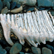 A mammoth tooth found on Wrangel Island.